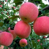 蘋果苗 梨樹苗 桃樹苗 杏樹苗 柿子苗 山楂苗 櫻桃苗 鈣果苗 葡萄