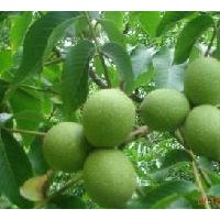 供應(yīng)核桃苗，山西核桃苗，嫁接核桃苗，薄殼核桃苗,核桃苗