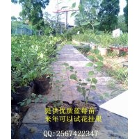 低價(jià)提供30-150公分優(yōu)質(zhì)藍(lán)莓種苗