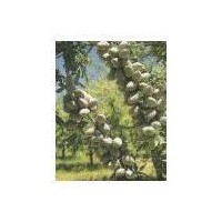 美國大扁桃開心果種苗