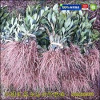 黃梔子苗|黃梔子苗價格|山梔子苗