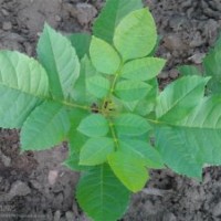 出售，葡萄苗 白蠟 木槿 火炬 毛桃樹