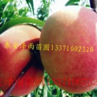 哪里賣的占地桃樹便宜，占地大桃樹哪里