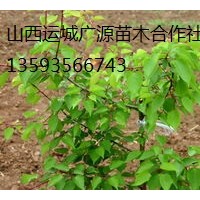 山杏樹出售、2-3公分山杏樹、價格優(yōu)惠