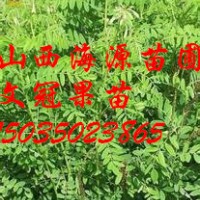 山西苗圃文冠果苗價(jià)格文冠果苗圖片文冠果苗批發(fā)