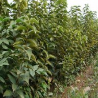 【價(jià)格】柿子苗（0.8——3.0徑）柿子苗