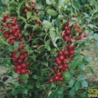 供應(yīng)鈣果苗價格 鈣果苗基地 鈣果苗圖片 鈣果苗基地