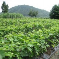 供應(yīng)山西葡萄苗，嫁接的葡萄苗，葡萄樹(shù)