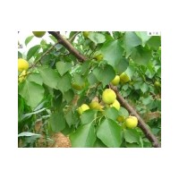 供占地桃樹 蘋果樹 核桃樹 山楂樹