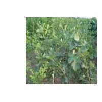 特供高60公分以上山楂苗50萬(wàn)株 大量供應(yīng)2-7公分山楂樹