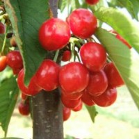 櫻桃苗、櫻桃樹苗、紅燈櫻桃苗、吉塞拉櫻桃苗