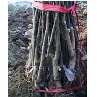 供應(yīng)核桃苗 山西嫁接核桃苗 品種葡萄苗