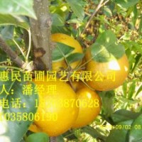 供應(yīng)山東梨苗 原生、嫁接苗 0.6-3公分占地用