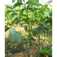 大量供應(yīng)核桃苗核桃嫁接苗