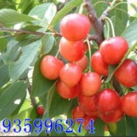 山西核桃苗 山西蘋果苗 山西櫻桃苗