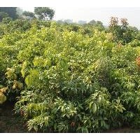 無限期大量供應(yīng)各種荔枝龍眼芒果苗