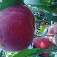 桃苗，晚熟,口感脆甜,桃香味濃郁