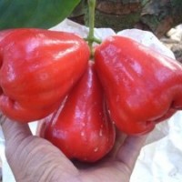 低價批發(fā)蓮霧苗 大葉蓮霧 巴掌蓮霧 黑金剛蓮霧