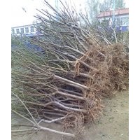 優(yōu)質(zhì)桃苗，桃樹苗，桃樹苗價(jià)格