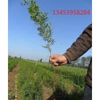 供應優(yōu)質(zhì)棗樹苗 這是你批發(fā)