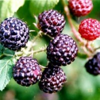 黑樹(shù)莓