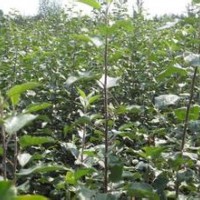 蘋果苗山西蘋果苗價(jià)格3-5公分蘋果樹5-8公分蘋果樹