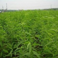 大量桃樹苗出售
