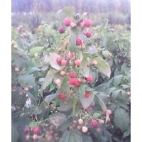 出售黃樹莓苗雙季黃樹莓苗