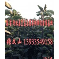 梨樹苗哪里最便宜，梨樹苗哪里的