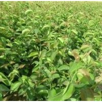 梨樹苗山西梨樹苗價(jià)格紅香酥梨樹苗玉露香梨樹苗