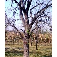 棗樹(shù)苗哪家好棗豐棗樹(shù)苗質(zhì)量好
