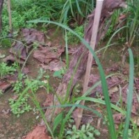 唐山出售葡萄苗