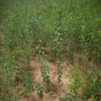 出售珍珠油杏樹苗，杏樹苗品種供應(yīng)，凱特杏樹苗批發(fā)