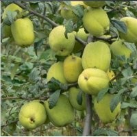 臨沂木瓜苗，木瓜苗價格，木瓜苗品種，木瓜苗供應