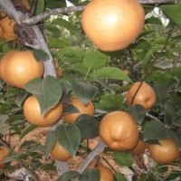 掛過(guò)早，見(jiàn)效快，晚秋黃梨苗，廠家直銷(xiāo)