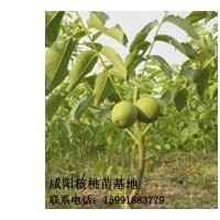 出售優(yōu)良矮化核桃苗