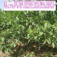 櫻桃苗 桃苗 桃樹苗 核桃苗 側(cè)柏苗 蘋果苗 花椒苗 香椿苗 最新價(jià)