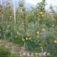 矮化蘋(píng)果苗，花椒苗，桃樹(shù)苗，蘋(píng)果苗，梨樹(shù)苗，梨苗