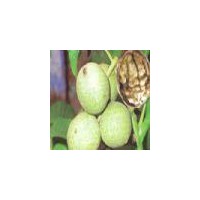 供應(yīng)青皮核桃