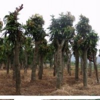 芒果樹農(nóng)戶一手價(jià)格