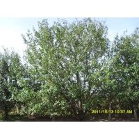 出售八棱海棠樹