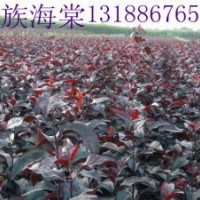 王族海棠，王族海棠苗