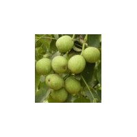 山西運(yùn)城供應(yīng)核桃苗