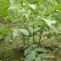 供應：核桃苗、棗苗、櫻桃苗