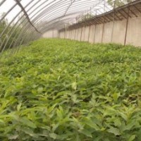 便宜出售嫁接板栗苗