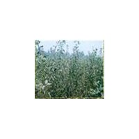 山楂苗=山楂苗種植 =山楂苗價(jià)格