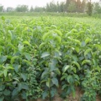 海棠籽，毛桃核，梨苗，杜梨苗，蘋果苗海棠苗