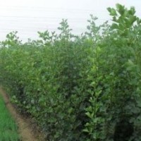 桃樹苗果苗 山東占地桃苗 毛桃苗價(jià)格果苗基地