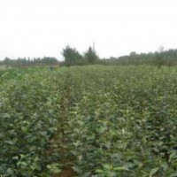 花椒苗哪里便宜 山東花椒苗園藝場 花椒苗種植價(jià)格品種