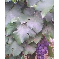 供應(yīng)占地葡萄苗，山西占地葡萄苗，葡萄苗價(jià)格